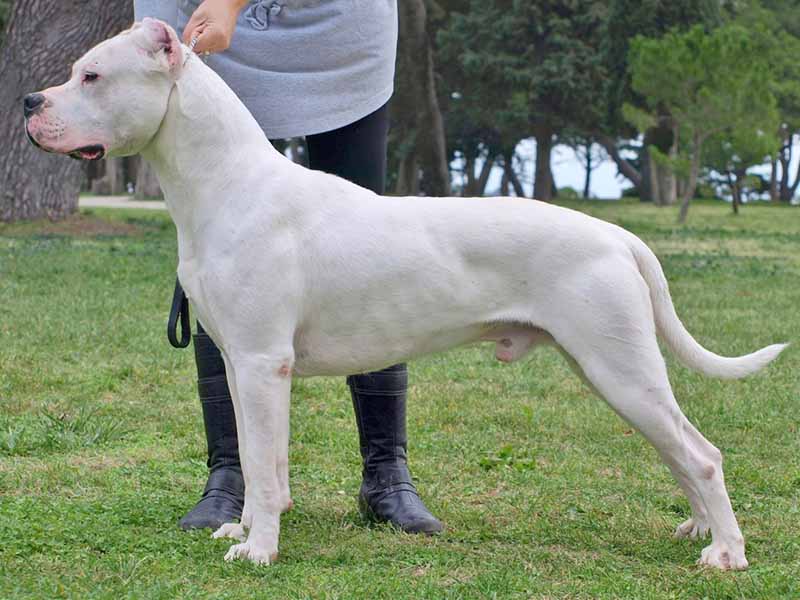 Dogo Argentino Breed information | Best Hunting dogs 